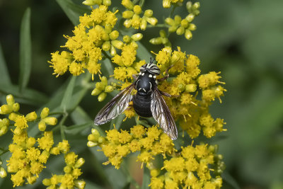 Syrphe aux yeux peints / Bald-faced Hornet Fly (Spilomyia fusca)