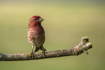 Roselin pourpr / Purple Finch (Carpodacus purpureus)