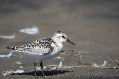 Bcasseau sanderling / Sanderling (Calidris alba)