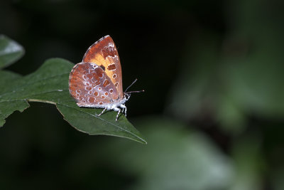 Moissonneur / Harvester (Feniseca tarquinius)