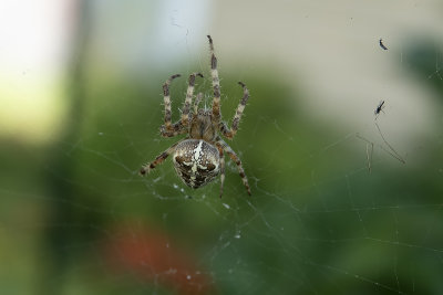 peire diadme / Garden Spider (Araneus diadematus)
