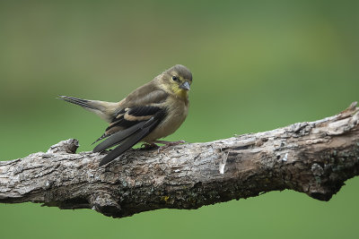 Chardonneret jaune / American Goldfinch (Carduelis tristis)