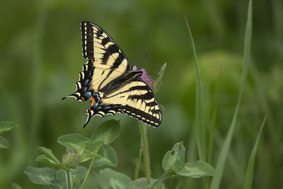 Papillon tigré du Canada / Canadian Tiger Swallowtail (Papilio canadensis)