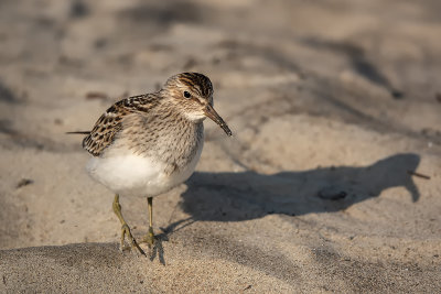 Bcasseau  poitrine cendre / Pectoral Sandpiper (Calidris melanotos)