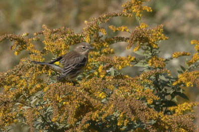 Paruline  croupion jaune / Yellow-rumped Warbler (Dendroica coronata)