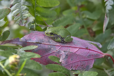Rainette versicolore / Gray Treefrog (Hyla versicolor)