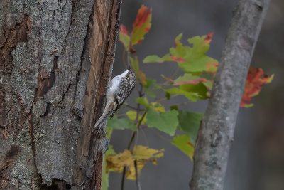 Grimpereau brun / Brown Creeper (Certhia americana)