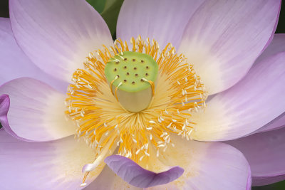 Lotus dOrient / Lotus Flower (Nelumbo nucifera)