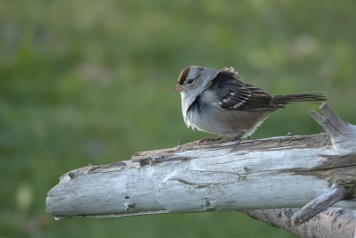 Bruant  couronne blanche / White-crowned Sparrow (Zonotrichia leucophrys)