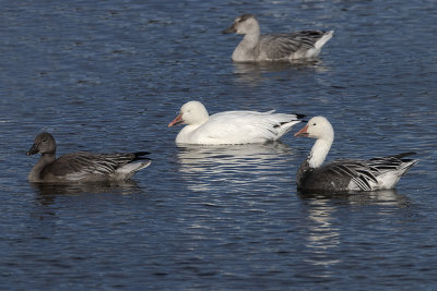 Oies des neiges / Snow Geese ((Chen caerulescens)