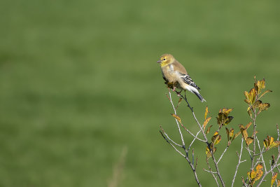 Chardonneret jaune / American Goldfinch (Carduelis tristis)