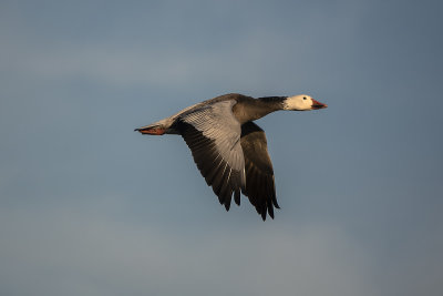 Oie des neiges / Snow Goose ((Chen caerulescens)