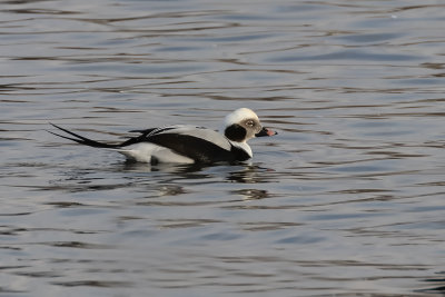 Harelde kakawi / Long-tailed Duck (Clangula hyemalis)