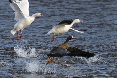 Oie rieuse / Greater White-fronted Goose (Anser albifrons)