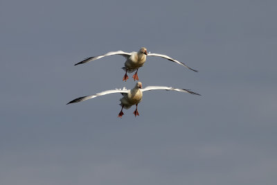 Oie des neiges / Snow Goose ((Chen caerulescens)