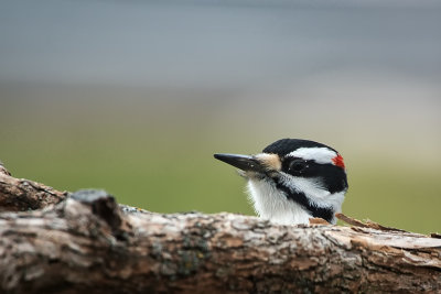 Pic chevelu / Hairy Woodpecker male (Picoides villosus)