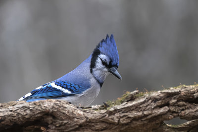 Geai bleu / Blue Jay (Cyanocitta cristata)