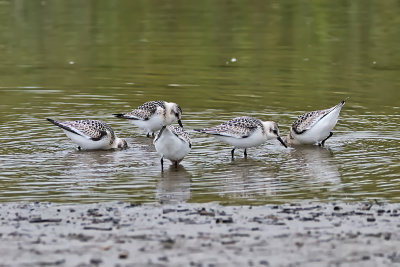 Bcasseau sanderling / Sanderling ((Calidris alba)