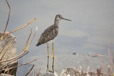 Grand Chevalier / Greater Yellowlegs (Tringa melanoleuca)