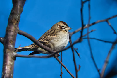 Bruant  joues marron / Lark Sparrow (Chondestes grammacus)