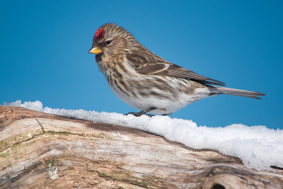 Sizerin flamm / Common Redpoll (Acanthis flammea)