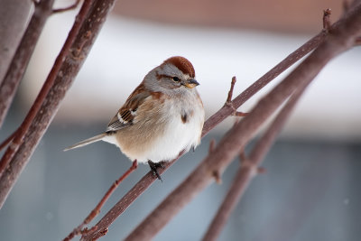Bruant hudsonien / American Tree Sparrow (Spizella arborea)