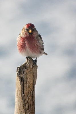 Sizerin flamm / Common Redpoll (Acanthis flammea)