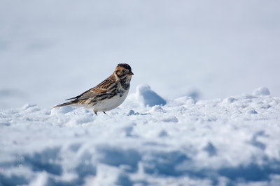 Plectrophane lapon / Lapland Longspur (Calcarius lapponicus)