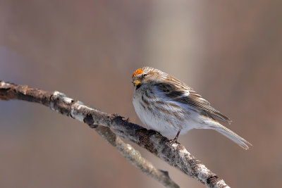 Sizerin flamm / Common Redpoll (Acanthis flammea)