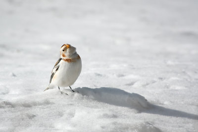 Plectrophane des neiges / Snow Bunting (Plectrophenax nivalis)