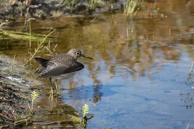 Chevalier solitaire / Solitary Sandpiper (Tringa solitaria)