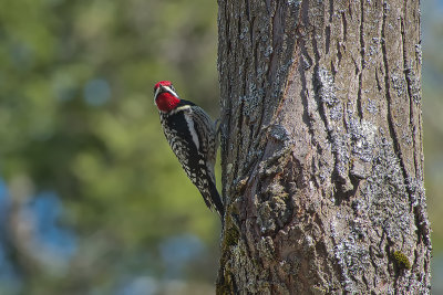 Pic macul / Yellow-bellied Sapsucker male (Sphyrapicus varius)