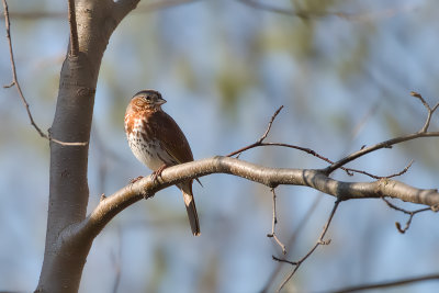 Bruant fauve / Fox Sparrow (Passerella iliaca)