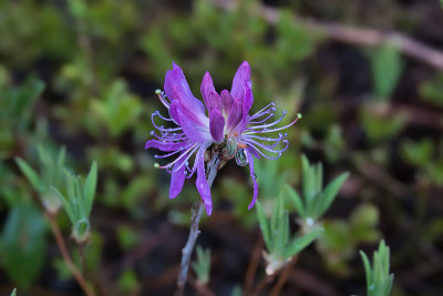 Rhododendron du Canada / Rhodora (Rhododendron canadense)