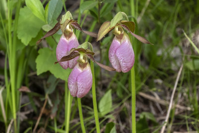 Cypripde acaule (Sabot de la vierge) / Pink Lady's slipper (Cypripedium acaule)