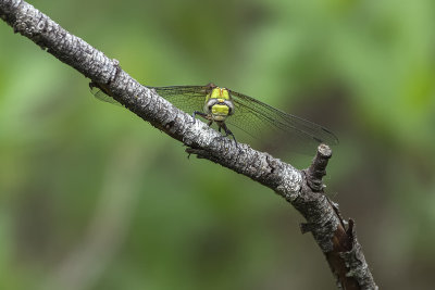 Ophiogomphe rousstre / Rusty Snaketail (Ophiogomphus rupinsulensis)