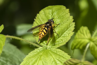 Mouche syrphide / Spotted Wood Fly (Somula decora)