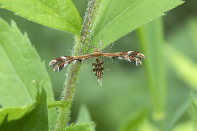Papillon plume / Grape Plume Moth (Geina periscelidactylus)