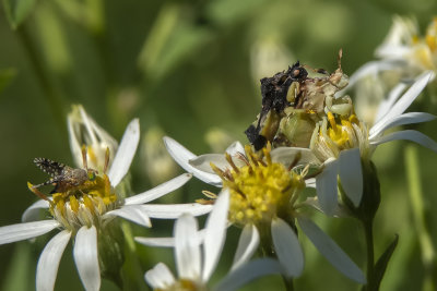 Punaise embusque / Ambush Bug ((Phymata americana americana)