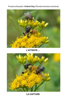 Punaise embusque / Ambush Bug ((Phymata americana americana)