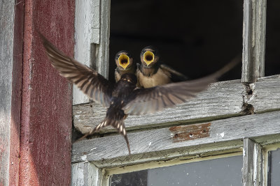 Hirondelle rustique / Barn Swallow (Hirundo rustica)