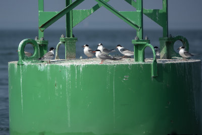 Sterne pierregarin / Common Tern (Sterna hirundo)