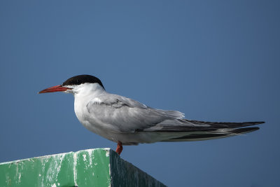 Sterne pierregarin / Common Tern (Sterna hirundo)