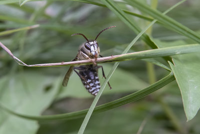 Gupe  taches blanches / Bald-faced Hornet (Dolichovespula maculata)