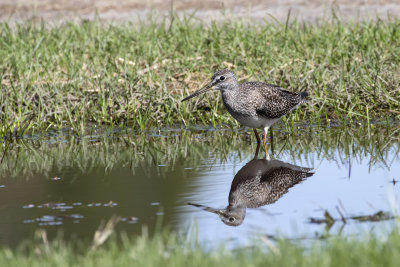 Grand Chevalier / Greater Yellowlegs (Tringa melanoleuca)