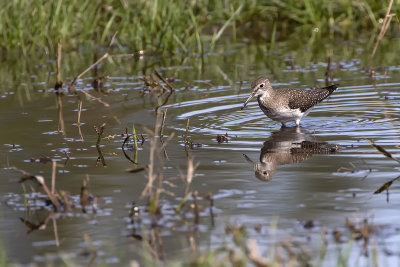 Chevalier solitaire / Solitary Sandpiper (Tringa solitaria)