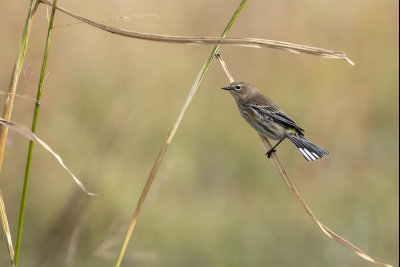 Paruline  croupion jaune / Yellow-rumped Warbler (Dendroica coronata)