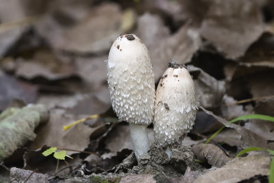 Coprin chevelu / Shaggy Mane (Coprinus comatus)