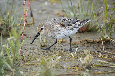 Bcasseau variable / Dunlin (Calidris alpina)