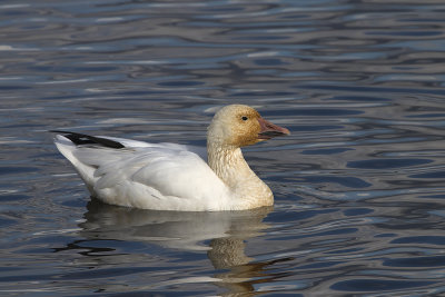 Oie des neiges / Snow Goose ((Chen caerulescens)